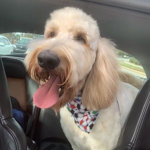 Meet your Posher, Al